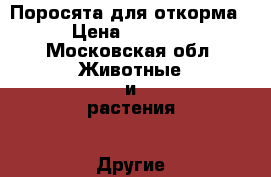 2 Поросята для откорма › Цена ­ 5 000 - Московская обл. Животные и растения » Другие животные   